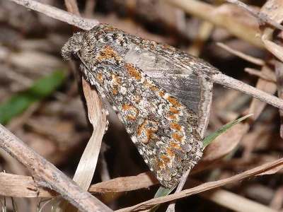 Hadena (Hadena) drenowskii
