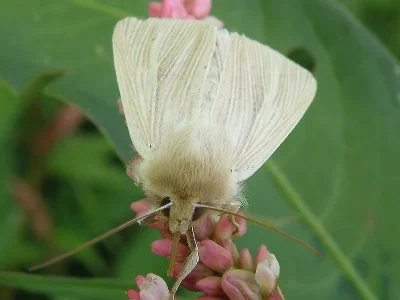 Mythimna (Mythimna) pallens