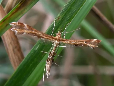 Oxyptilus distans