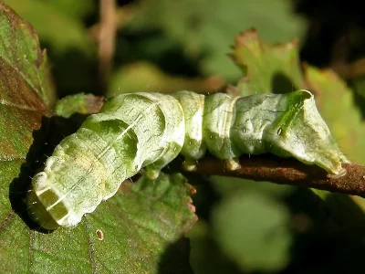 Melanchra persicariae