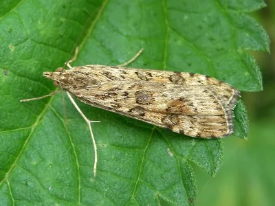 Nomophila noctuella