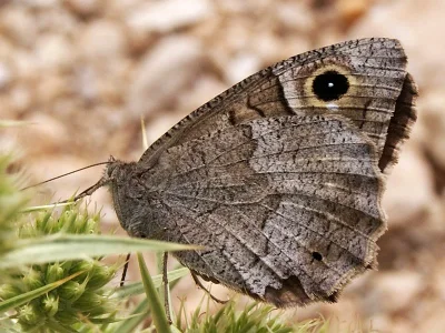 Hipparchia (Neohipparchia) statilinus