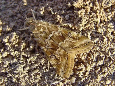 Hellula undalis