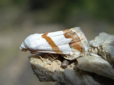 Eublemma (Eublemma) candicans