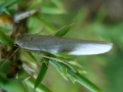 Eilema uniola