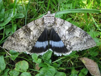 Catocala fraxini