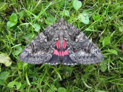 Catocala sponsa