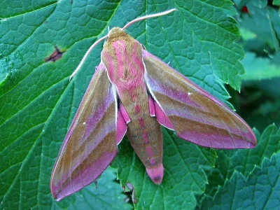 Deilephila elpenor