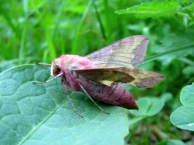 Deilephila porcellus