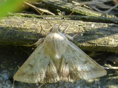 Helicoverpa armigera
