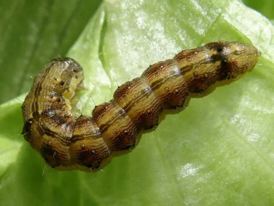 Helicoverpa armigera