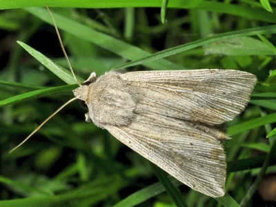 Mythimna (Anapoma) riparia