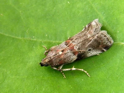 Acrobasis suavella