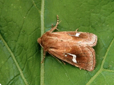 Phragmatiphila nexa