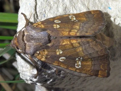 Gortyna (Gortyna) borelii