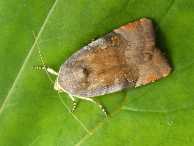 Noctua janthe