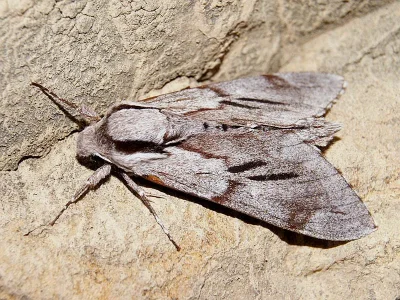 Sphinx maurorum