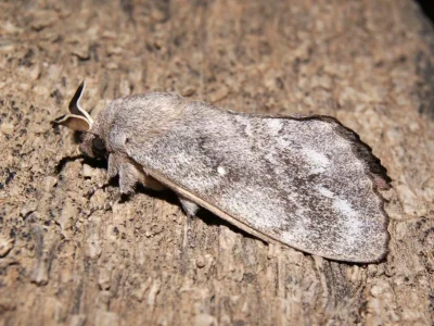 Dendrolimus pini iberica