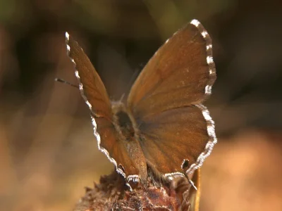 Cacyreus marshalli