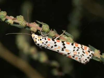 Utetheisa (Utetheisa) pulchella