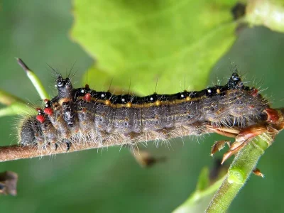 Clostera anastomosis