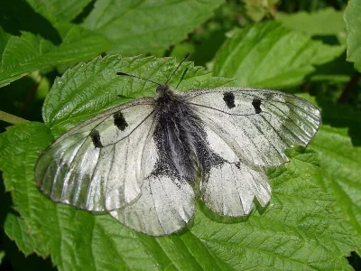 Parnassius (Driopa) mnemosyne
