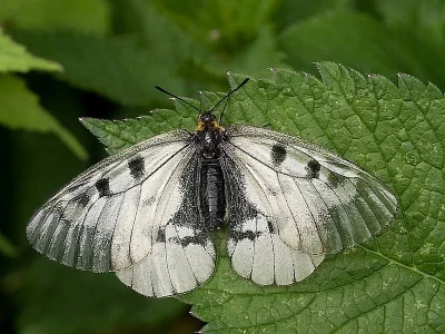 Parnassius (Driopa) mnemosyne