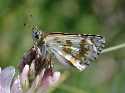 Pyrgus carthami