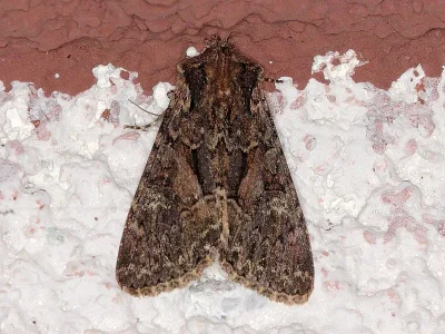 Mniotype adusta