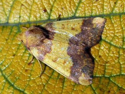Tiliacea aurago