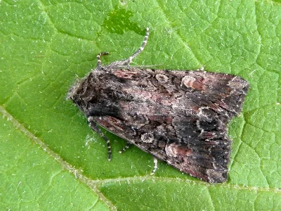 Lacanobia (Diataraxia) aliena
