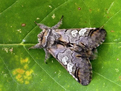 Diloba caeruleocephala