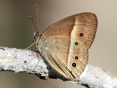 Mycalesis perseus