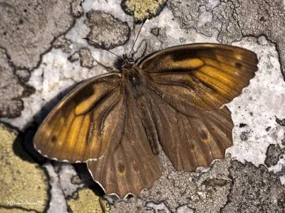Kirinia roxelana