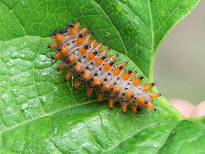 Zerynthia (Z.) polyxena