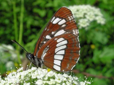 Neptis rivularis