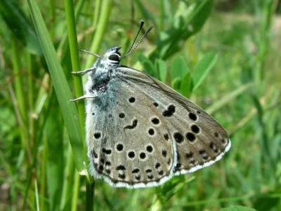 Phengaris arion