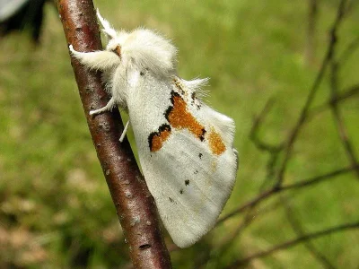 Leucodonta bicoloria