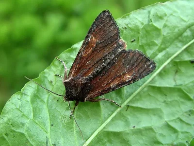 Apamea (Apamea) crenata
