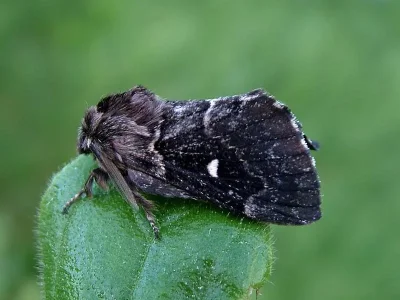 Cosmotriche lobulina