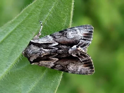 Hyppa rectilinea