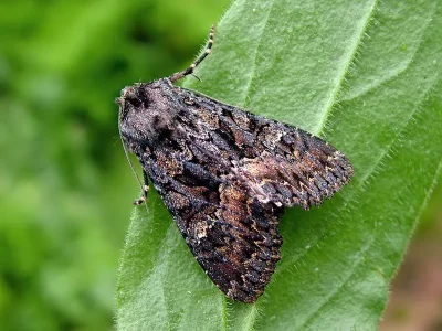 Mniotype adusta