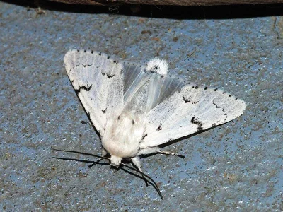 Acronicta (Acronicta) leporina