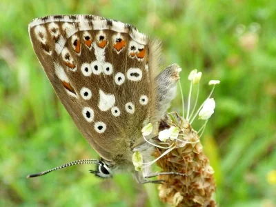 Polyommatus (Lysandra) coridon