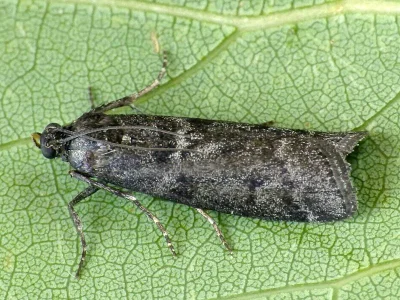 Pyla fusca