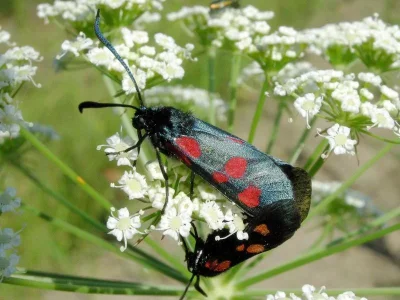 Zygaena (Zygaena) lonicerae