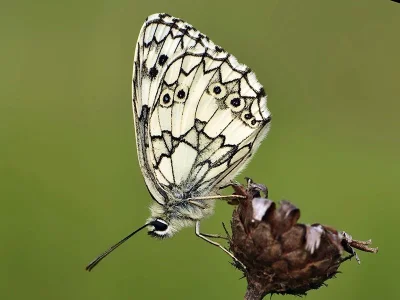 Melanargia (Melanargia) galathea