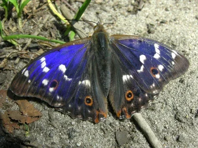 Apatura ilia