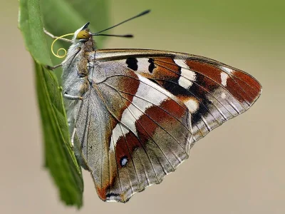 Apatura iris