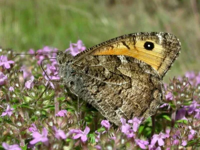 Hipparchia (Parahipparchia) semele